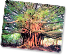 Click to see enlarged photo...